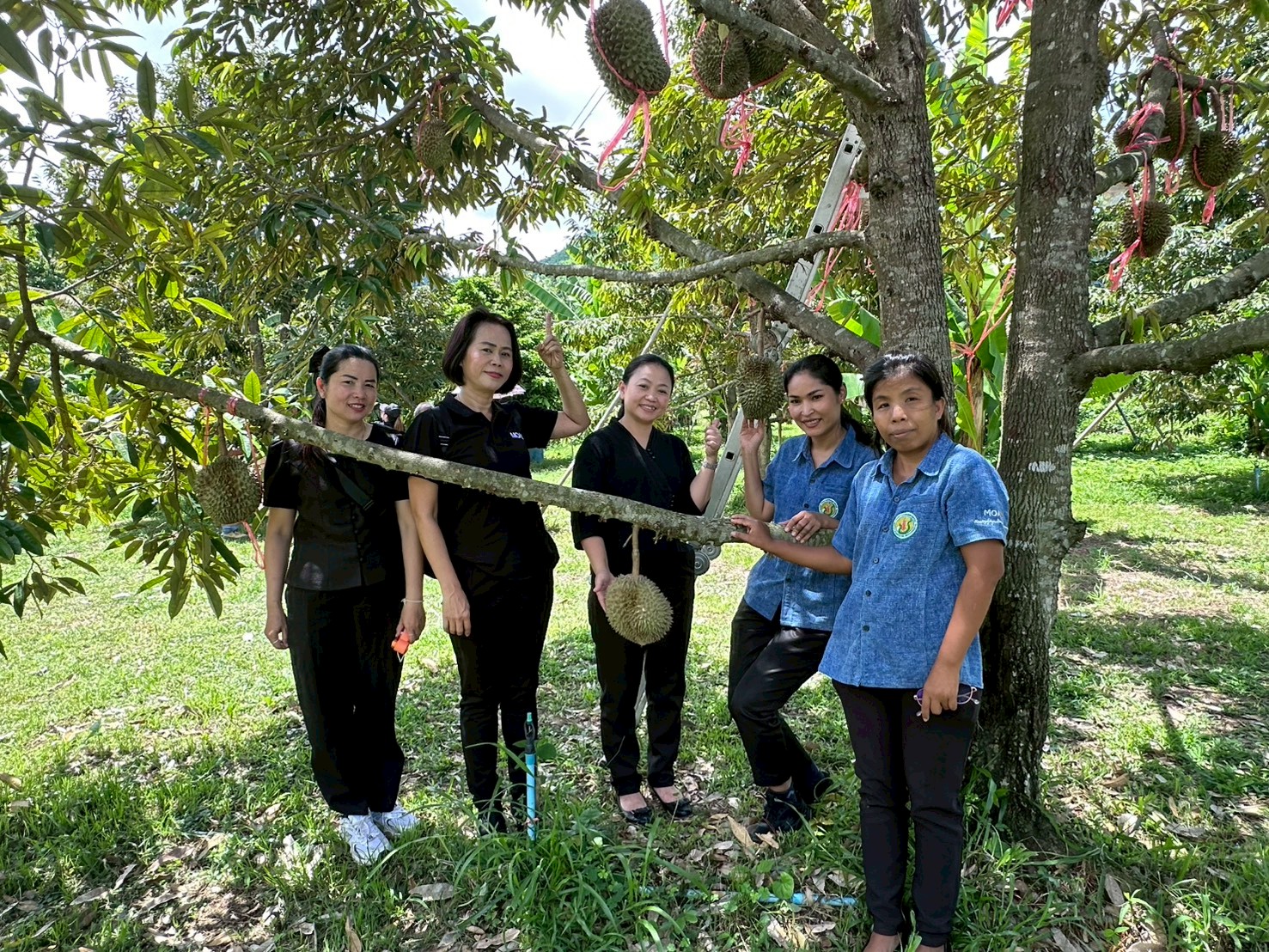 title - สำนักงานการปฏิรูปที่ดินจังหวัดเพชรบูรณ์ ร่วมเปิดโครงการท่องเที่ยวโดยชุมชนตำบลนาป่า กิจกรรมท่องเที่ยวเชิงเกษตร บุกสวน ชวนฟิน กินทุเรียนของดีตำบลนาป่า ประจำปี 2569 